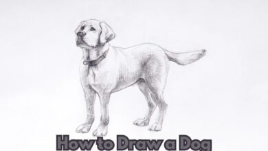 how to draw a dog