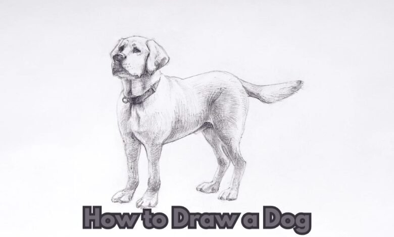 how to draw a dog